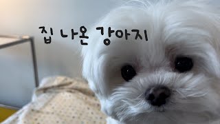 옆집 인테리어 소음에 집 나온 강아지의 카페 브이로그☕️