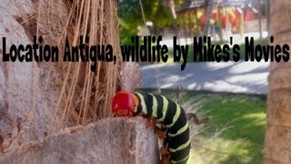 Wildlife Antigua in HD. Amazing animals in the Caribbean seen on holiday