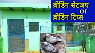 Pigeon breeding setup or breeding tips