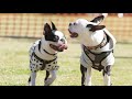 boston terrier festival – rooted in united states