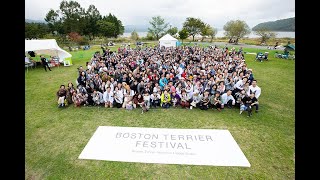 Boston Terrier Festival  – rooted in United States -