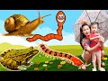 Changcady explores animals after the rain - snail, frog, centipede, earthworm - Part 300