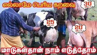 எல்லாமே25 லிட்டருக்கு மேலதான் கறவை #cow #cowfarm #cowvideos #erodesanthai #erodekarungalpalayam #cow