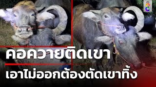 คอควายติดเขา เอาไม่ออก ต้องตัดเขาทิ้ง | ข่าวช่อง8