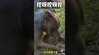 狗子找土撥鼠挖呀挖呀挖