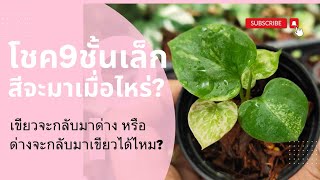 โชคเก้าชั้นเล็กสีจะมาเมื่อไร,?เขียวจะกลับมาด่างหรือด่างจะกลับมาเขียวได้ไหม?