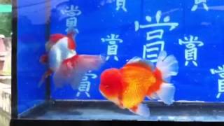 超級泰獅-賞魚閣