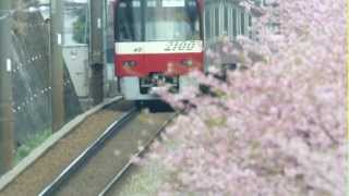 京急電車と河津桜2