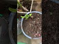 少しずつ葉っぱ🌱が開いてきた山わさび