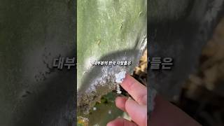 한국사람이면 무조건 먹어본 가루의 정체