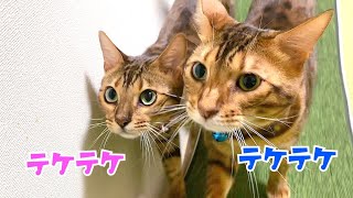 ベンガル父猫と娘猫のテケテケタイム #shorts