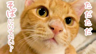 【猫ふみふみ】人を母親だと思ってそばから離れない猫が愛おしすぎる。保護猫物語