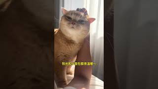 #这小猫谁养谁不迷糊啊 #我选择和小猫一起赖床 #它真的好像个小宝宝 #撸猫第一视角 #我的大脸猫