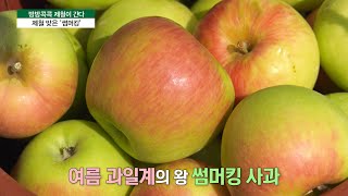 [방방콕콕 제철이 간다] 국산 초록 사과 ‘썸머킹’🍏