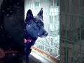 s37・今日は雪の中を散歩★甲斐犬＃shorts