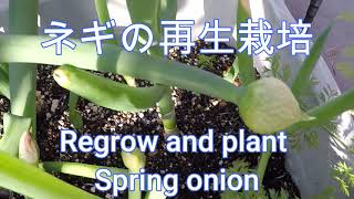 ネギ　再生栽培　ネギ坊主ができたら…　Regrow and plant Spring onion