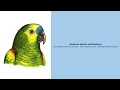 Video Encyclopedia of Parrot Species - #304 Amazona aestiva xanthopteryx