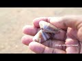 sea cockroach hunting கடல் கரப்பான்பூச்சி வேட்டை village grandpa catching tasty foods