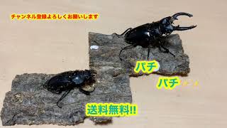 ダールマンツヤクワガタムシの亜種紹介とハンドペアリング【クワカブ、カブクワ】