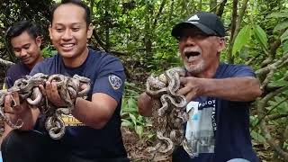 37 EKOR ULAR DI LEPASKAN KE HABITAT ASAL