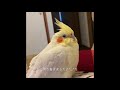 まったり過ごすオカメインコ のノンちゃん