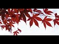 【2022紅葉ハンター】今が見頃です‼～盛岡城跡公園②紅葉の季～autumn leaves in morioka castle site park