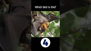 What’s This Nocturnal Winged Mammal?