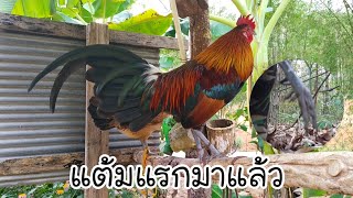 ต่อไก่ป่า เอาลูกเจ้าทศกัณฐ์ไปลองหมายแรก เน้นชัวร์ครับ เปิดตัวได้สวยครับ [ SevenDoY ]