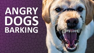 ANGRY DOGS BARKING sound effect  HD