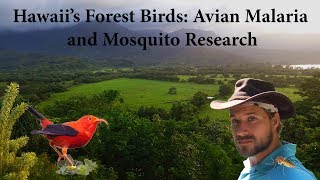 Hawaii's Forest Birds: Avian Malaria and Mosquito Research (Documentary)