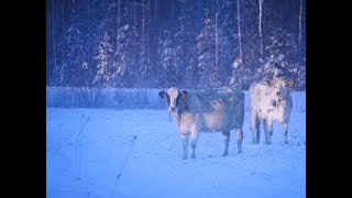 Eläintenhyvinvointilaki ja sen tulkinnat - Ajankohtaiset alkuperäiseläinroduista - NEUVO 21.12.2023