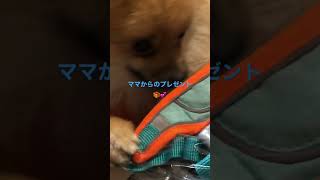 1歳ポメラニアン空太の成長日記〜ボクのはじめての誕生日にママからもらったプレゼント🎁〜#shorts #ポメラニアン空太#ポメラニアン#仔犬#癒し#誕生日#プレゼント#はじめての誕生日#もふもふ