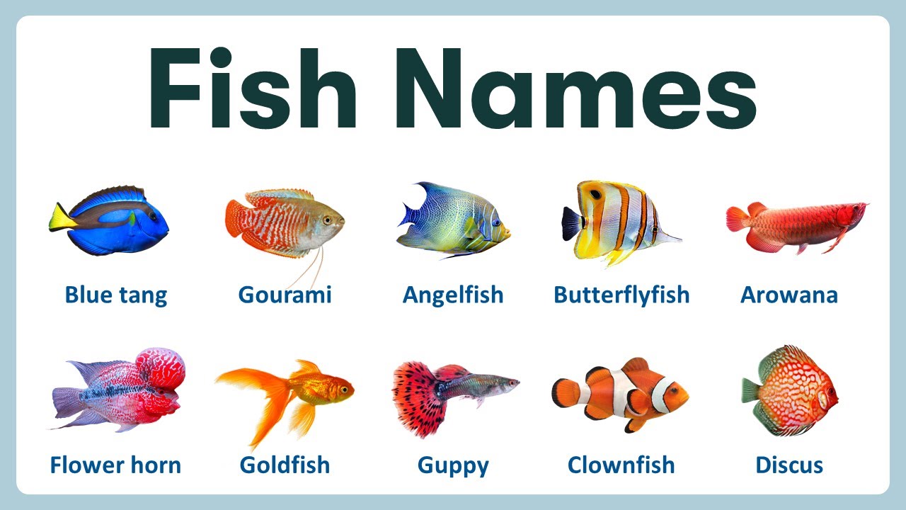 Fishes Pictures With Names