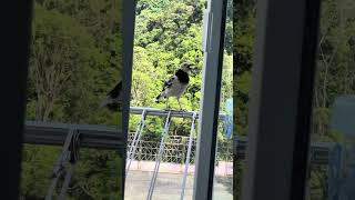 黑領椋鳥 Black-collared Starling 2023年7月14日