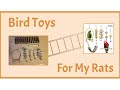 I Got Bird Toys for my Rats (Review)