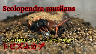 Scolopendra mutilans トビズムカデは綺麗好き？