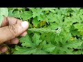 நாட்டு பாகற்காய் pakarkai bitter gourd bitter melon momordica charantia கொடிகளின் பெயர்கள்