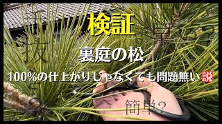 【黒松剪定】裏庭の松は「上手」な手抜き剪定で時短作業！〜モッサリ松からスッキリ松へ大変身！〜