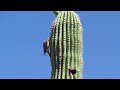 gila woodpecker at work on a saguaro