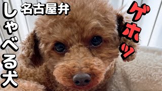 誕生日 食べすぎたトイプードル【名古屋弁でしゃべる犬】