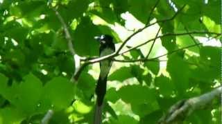 Japanese Paradise Flycatcher Male Calling サンコウチョウ♂が鳴く♪（野鳥）