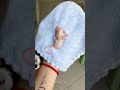 baby sugar glider out of pouch for first time ❤️❤️ shorts sugarglider sugarglidercare