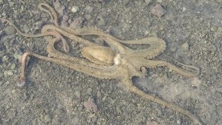 Narara Island - Marine National Park