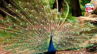 ময়ূর পাখির কি সুন্দর নিত্য। Peacock Dance । peacock colourful feather।peacock full HD viedo।honest