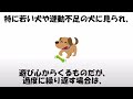 犬の可愛い雑学