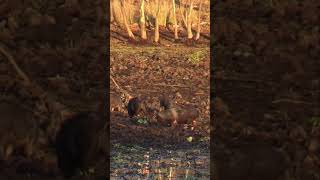 Mob Of Feral Pigs Dig Up The Edge Of A Swamp - Spotted Safaris