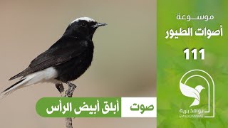 صوت ابلق ابيض الرأس White crowned Wheatear sound