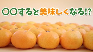 みかんを食べる前に一工夫！甘みを感じやすくなる🍊 #Shorts