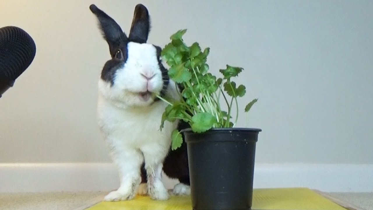 Bunny Eats Plants - Rabbit Eating Gifs Tenor - They Should B - EroFound