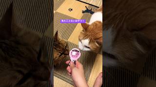 食の好み #shorts #animal #cat #ねこ #ねこ動画 #猫 #多頭飼い #高齢猫 #銀のスプーン #にゃんスプーン